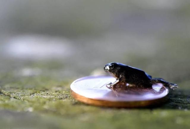 国产小矮马多少钱一只,小羊驼最便宜一只多少元