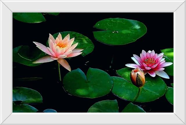 我最喜欢的一本书《时光知味》