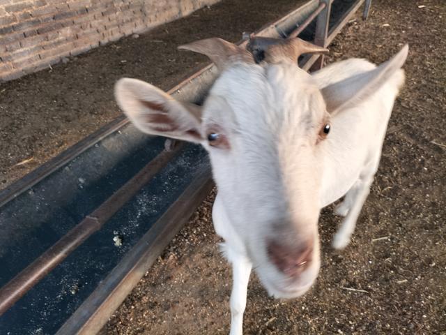 家庭养殖好项目有哪些,土元养殖前景利润如何