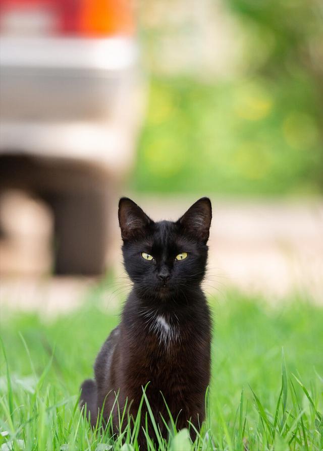 黑猫是什么品种的猫,纯黑的猫一般人养不了