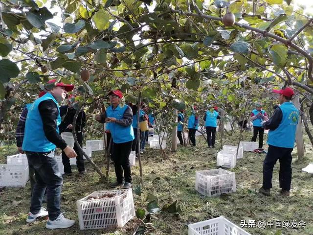 孝素酵素果冻能减肥吗,酵素果冻能减肥吗吃了对身体有害吗