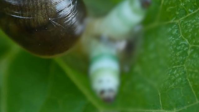 蜗牛壳碎了还能活吗,蜗牛养久了会认主人吗