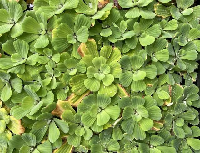 飘浮与漂浮拼音的区别,漂浮的拼音是什么样的