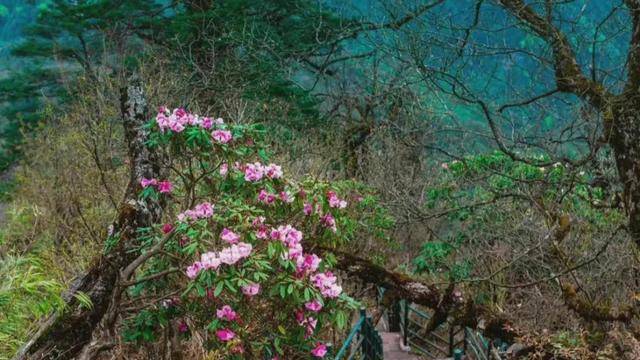 瓦屋山旅游攻略自驾游,瓦屋山旅游攻略自驾游冬季