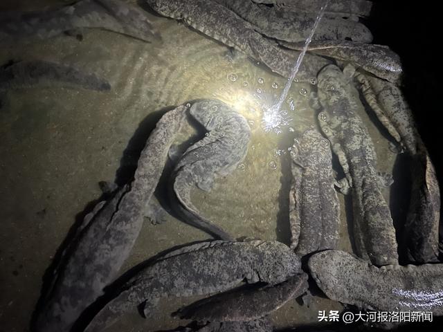 吃奶鱼多少钱一条,吃奶鱼多少钱一条合适