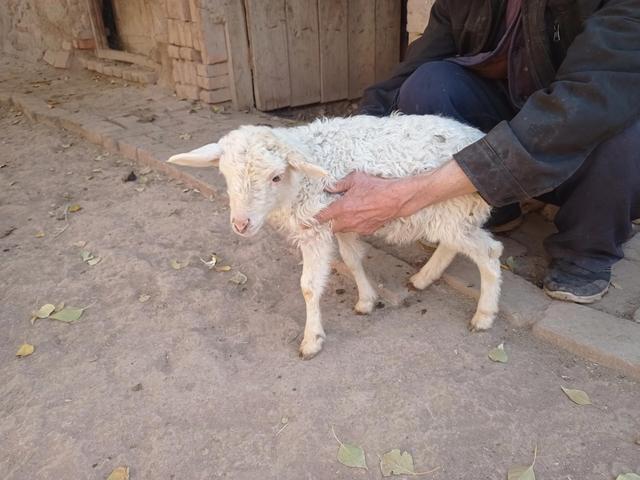 0只波尔山羊一年利润,圈养100只羊一年的利润"