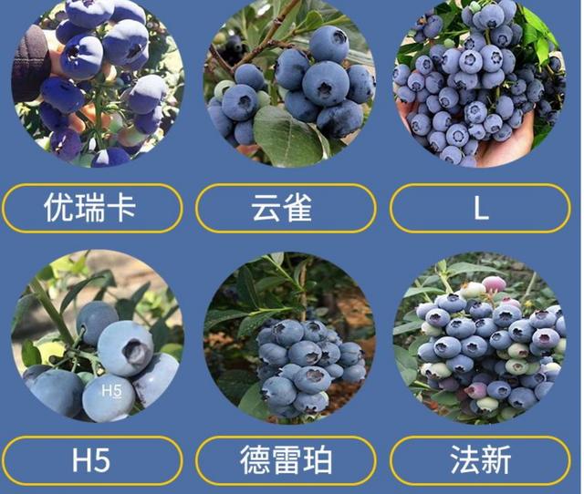 都克蓝莓苗品种介绍,都克蓝莓品种特点介绍