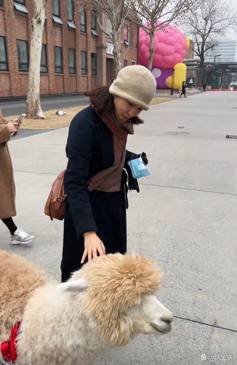 刘芳菲和老百姓零距离，北京街头和遛羊驼的素人亲切交流唠家常