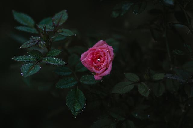 红颜知己歌词完整版打印,红颜知己歌词全部