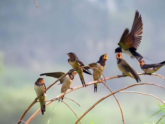 吉祥鸟AC313A,吉祥鸟AC313A在哪里首飞