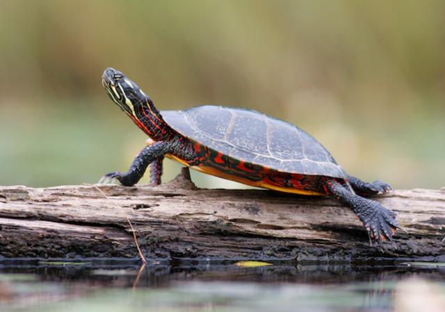 什么动物冬眠有哪些,十二种冬眠的动物