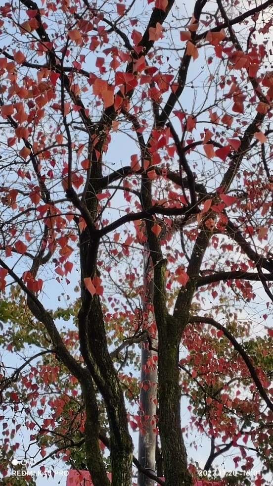 丛生乌桕树价格,乌桕树