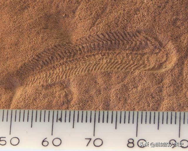 生物最完整的分类图,生物分类总表