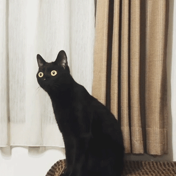 黑猫是什么品种的猫,纯黑的猫一般人养不了