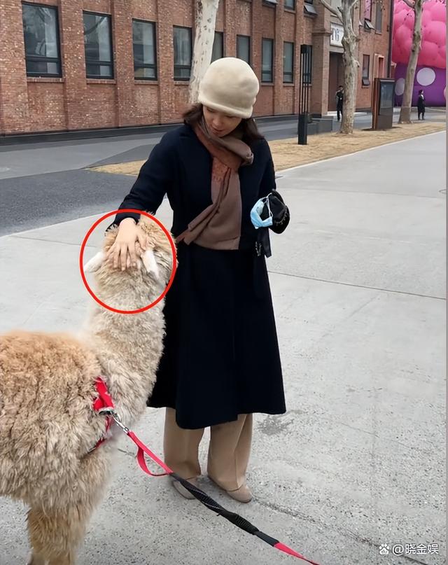 刘芳菲和老百姓零距离，北京街头和遛羊驼的素人亲切交流唠家常
