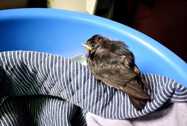 吉祥鸟AC313A,吉祥鸟AC313A在哪里首飞