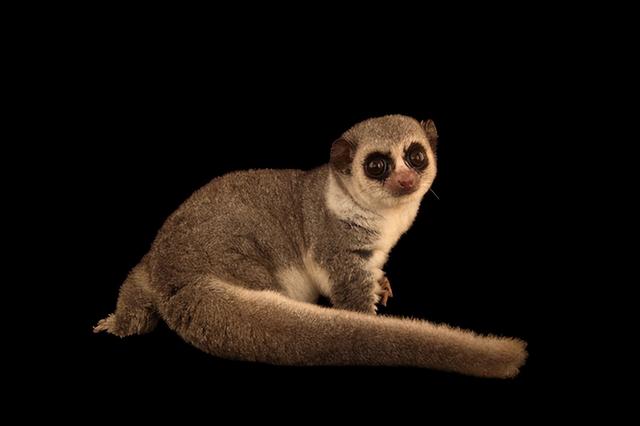 什么动物冬眠有哪些,十二种冬眠的动物