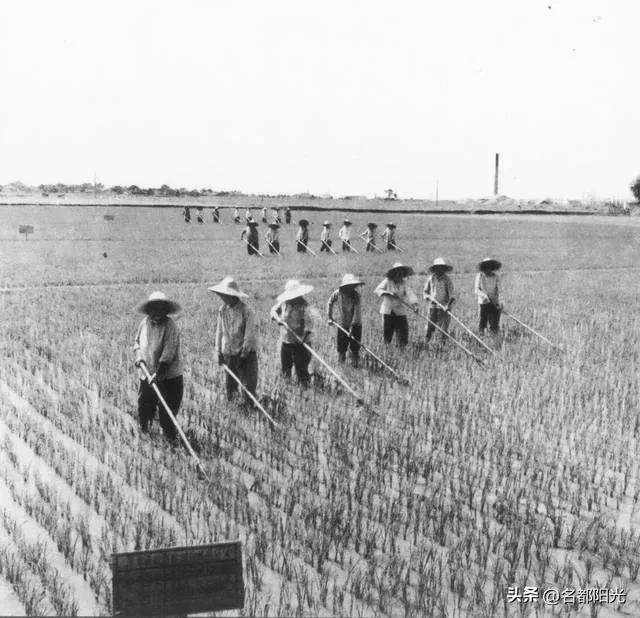 家庭联产承包责任制是哪一年,家庭联产承包责任制是哪一年开始实行的