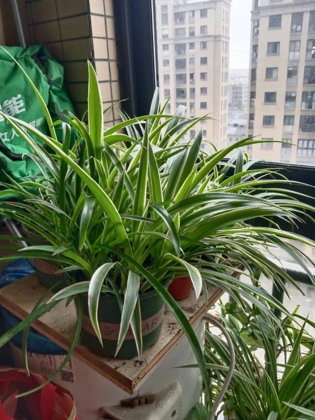 花玲珑终极一班,花玲珑终极一班经典片段