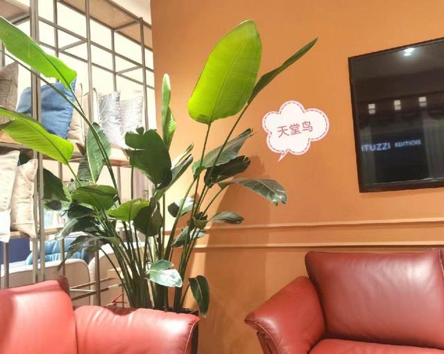 客厅最旺宅的大型植物金钱树,客厅最旺宅的大型植物金钱树非州茉莉哪个比较好