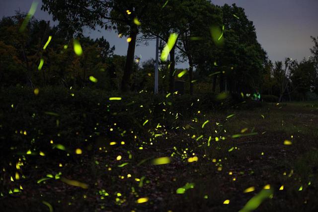 伊田园罐头怎么样,伊田园罐头怎么样好吃吗