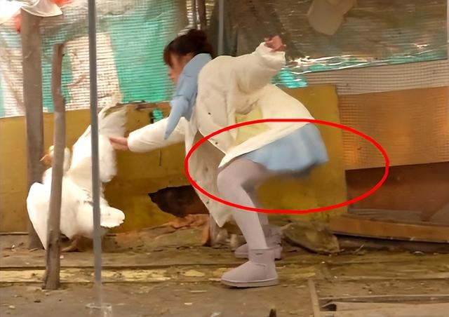 超短裙裙,超短裙现象