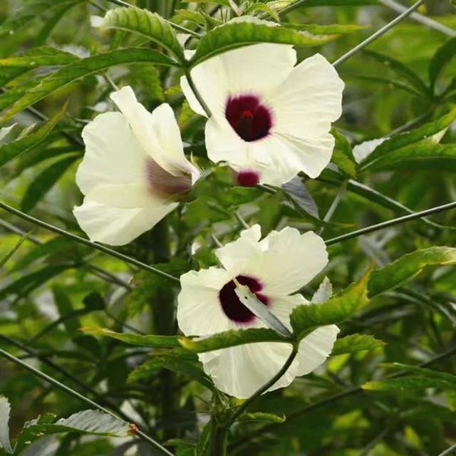 我国时间存留最久的一个产业（麻衣、麻绳、麻袋）