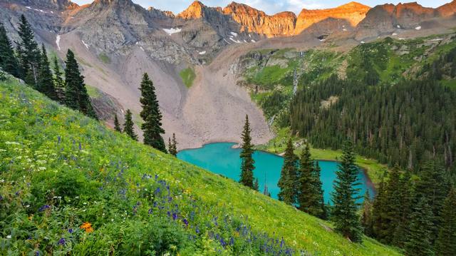 野生动物有哪些图片及名称,野生动物有哪些图片及名称_卡通