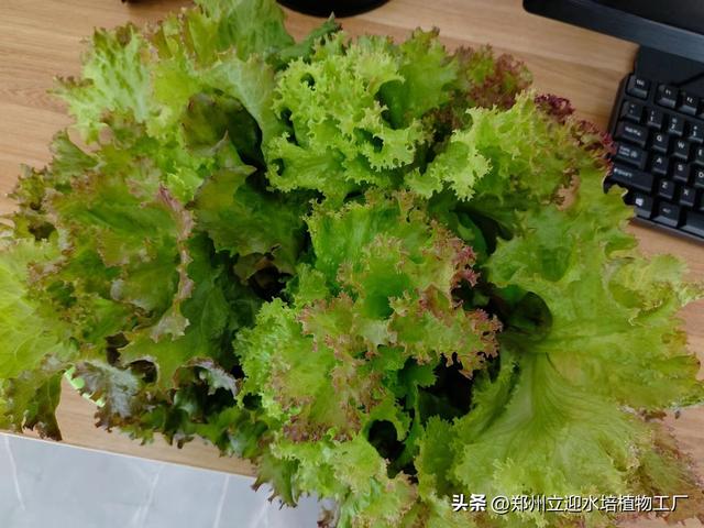 室内无土种植致富项目,家庭小型无土栽培