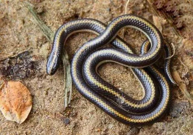 国产小矮马多少钱一只,小羊驼最便宜一只多少元