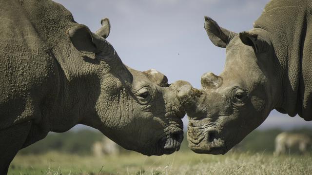 野生动物有哪些图片及名称,野生动物有哪些图片及名称_卡通