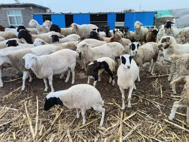 家庭养殖好项目有哪些,土元养殖前景利润如何