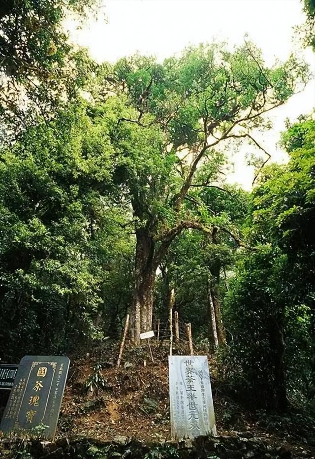 天价_茶叶,天价茶叶蛋