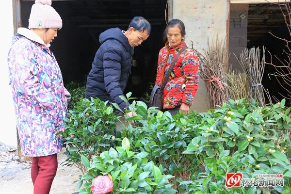 枇杷树苗哪里买,枇杷果树苗批发基地