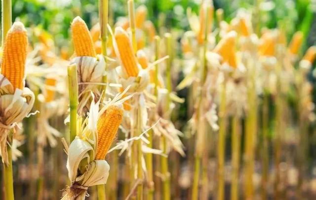 中国最好十大卫生纸品牌,生活用纸十大名牌纸