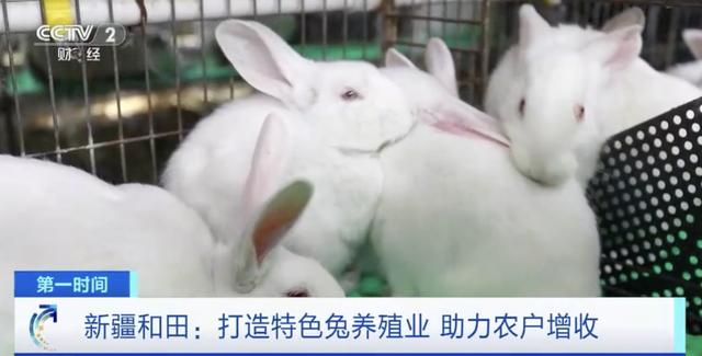 中国种兔厂哪有基地,正规种兔养殖基地