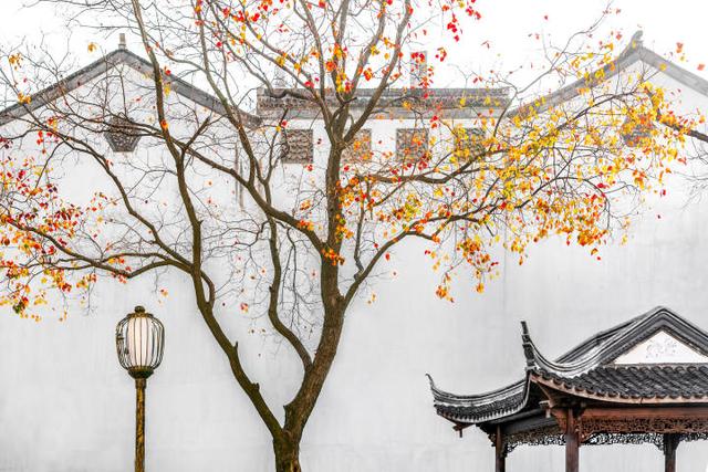 丛生乌桕树价格,乌桕树