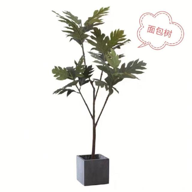 客厅最旺宅的大型植物金钱树,客厅最旺宅的大型植物金钱树非州茉莉哪个比较好