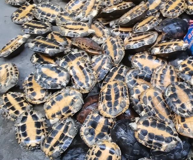 金钱龟苗2022年最新价格,正宗金钱龟多少钱一只