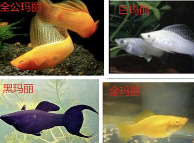 红龙鱼大概多少钱一条,红龙鱼价格多少钱一条