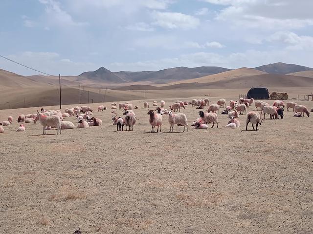 0只波尔山羊一年利润,圈养100只羊一年的利润"