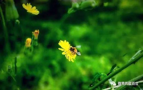 醉逍遥,醉逍遥官网