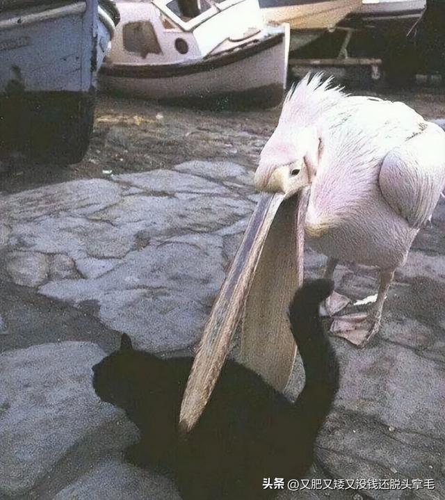 醍醐灌顶是什么意思,醍醐灌顶是什么意思解释