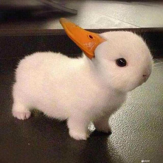 姐宝男的十大特征表现，妈宝男的十大特征表现