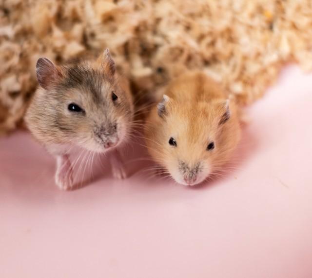 晨光文具店加盟免费铺货，小学附近做什么生意最吸引小朋友