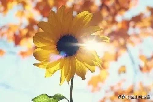 人为了什么而活着短句,人为了什么而活着的格言