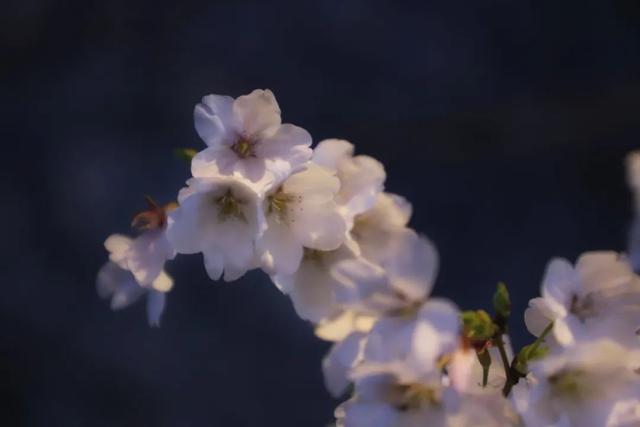 夜樱缤纷，夜樱缤纷的诗句