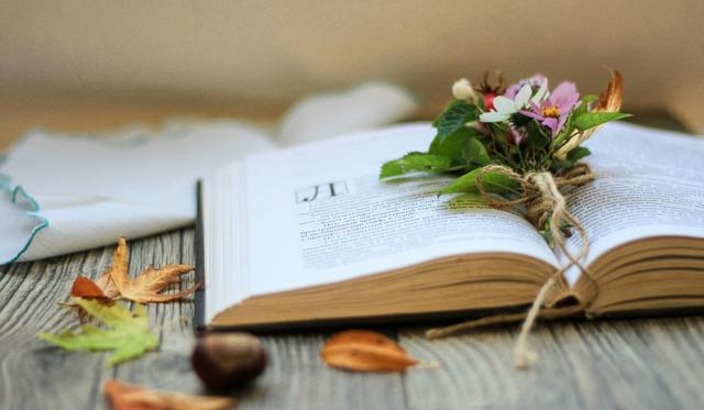 菠萝包怎么拿月票,菠萝包稿费怎么样