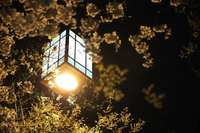 夜樱缤纷，夜樱缤纷的诗句