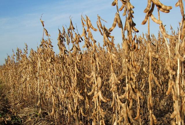 五大育种方式优缺点表格图,五种育种方式的优缺点